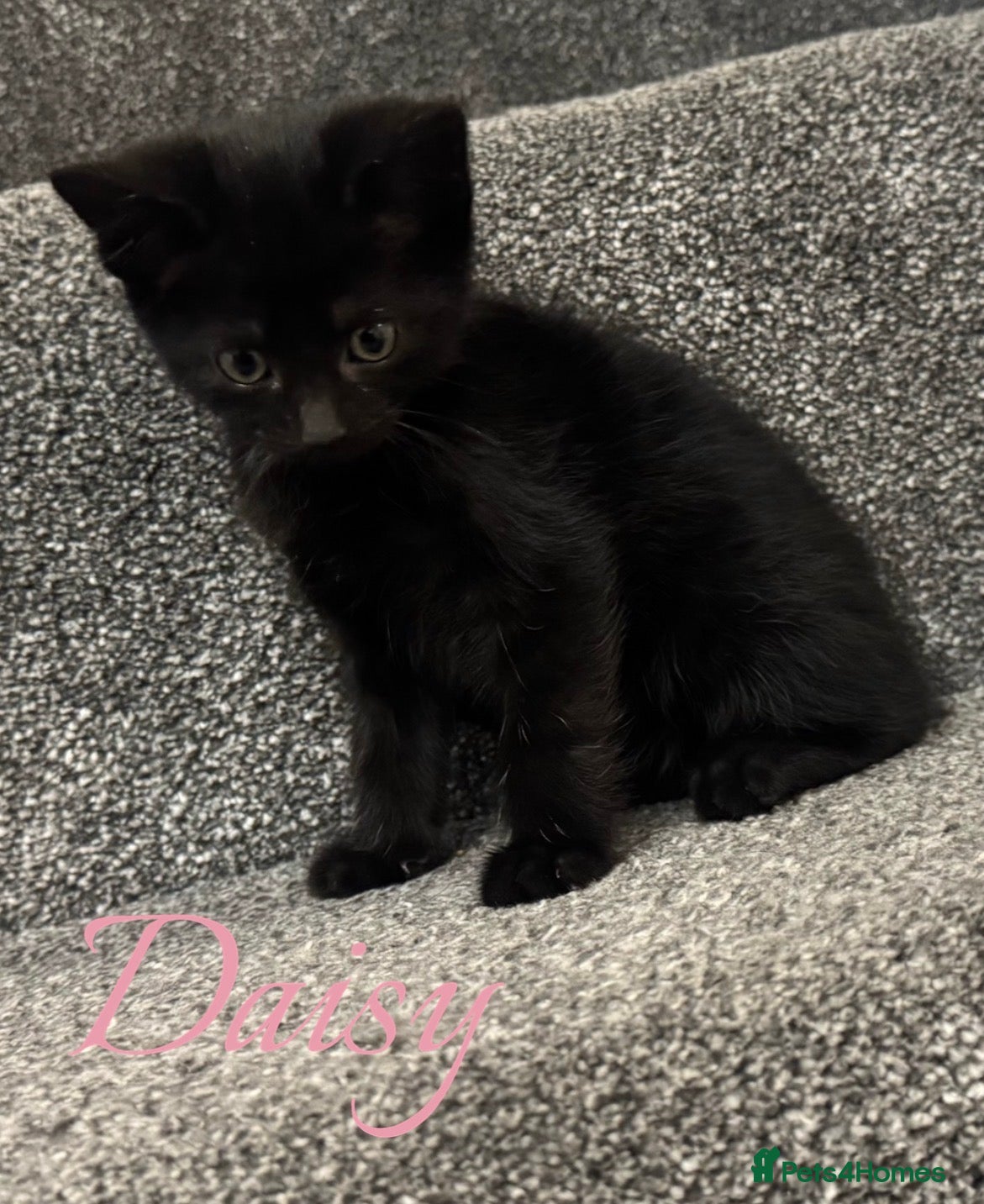 Mixed Breed cats ADORABLE KITTENS READY NOW - Advert 7