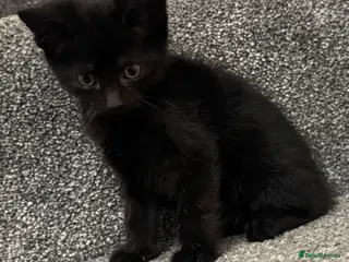 Mixed Breed cats ADORABLE KITTENS READY NOW - Advert 7