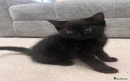 Mixed Breed cats for sale: White kitten friendly  - Image 8