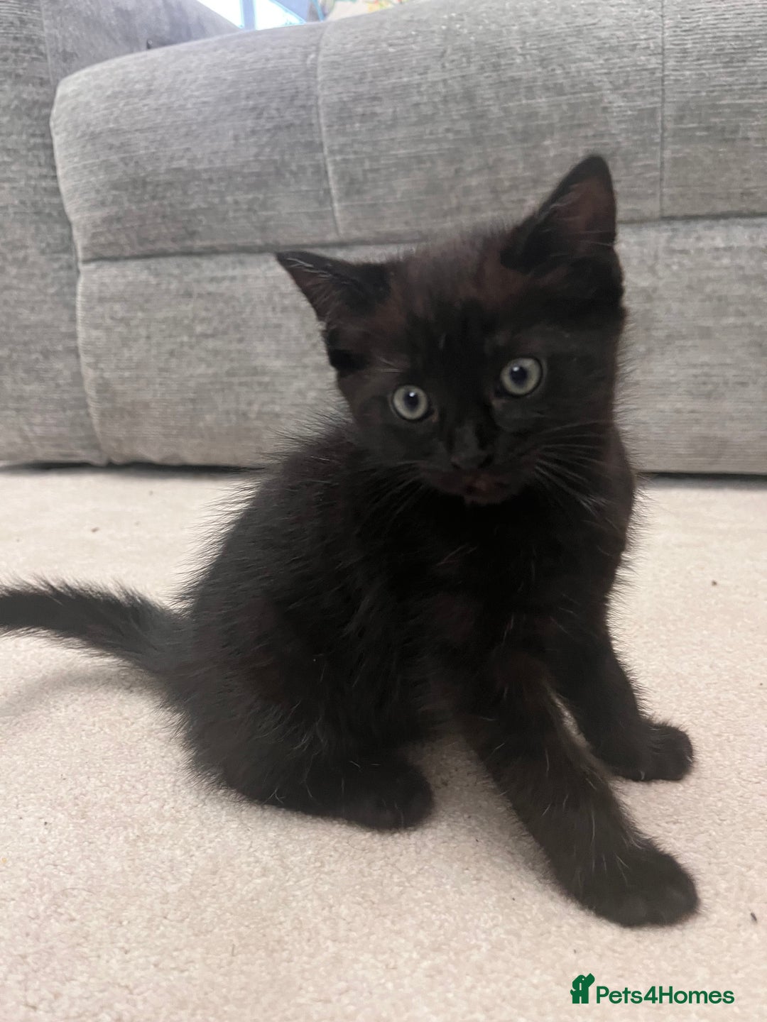 Mixed Breed cats for sale: White kitten friendly  - Image 8