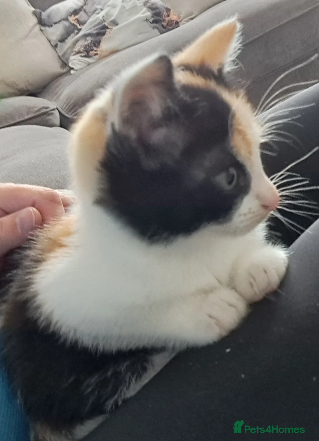 Mixed Breed cats for sale: tortoiseshell kittens - Advert 9