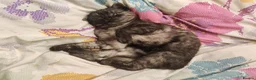 Mixed Breed cats for sale: Extremely purry and affectionate girl (Bengal x) - Advert 2