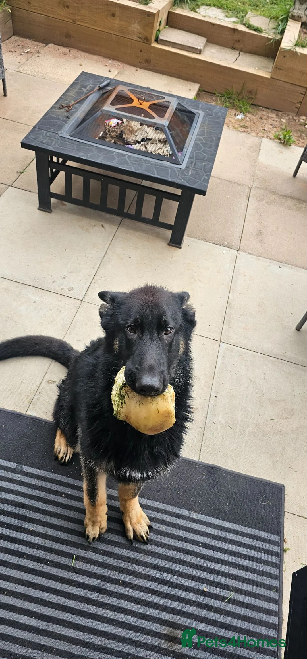 German Shepherd dogs for sale: 7 month old german shepard male in Burton-on-Trent - Advert 2