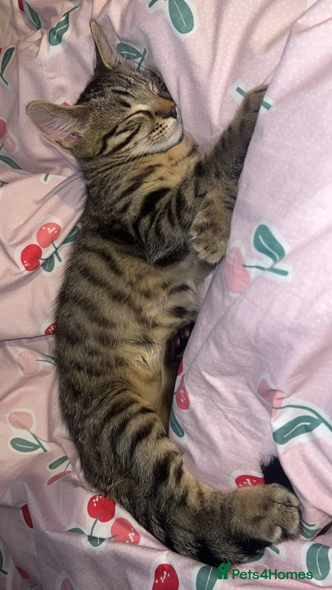 British Shorthair cats for sale: Tabby kitten - Advert 7
