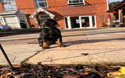 Dobermann dogs for sale: Ready now, Outstanding KC Reg Dobermann puppies - Image 40