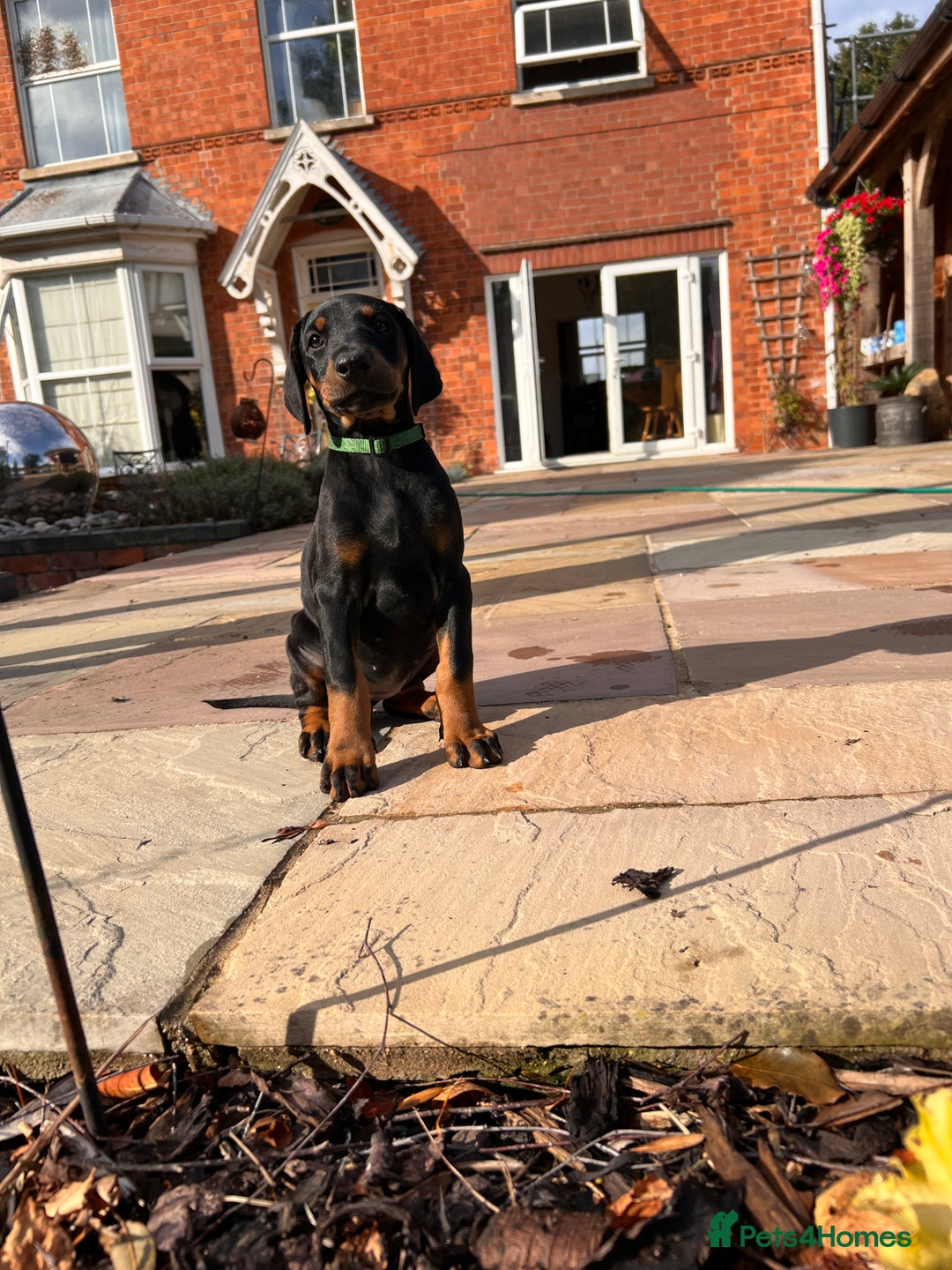 Dobermann dogs for sale: Ready now, Outstanding KC Reg Dobermann puppies - Image 40