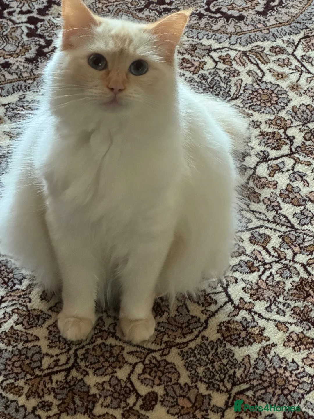 Ragdoll cats for sale: Beautiful Ragdoll Kittens Flame Point & tortie - Advert 12