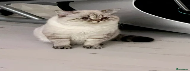 Potato