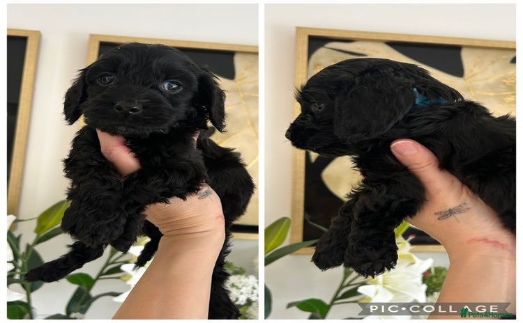 Cockapoo dogs - Advert 15
