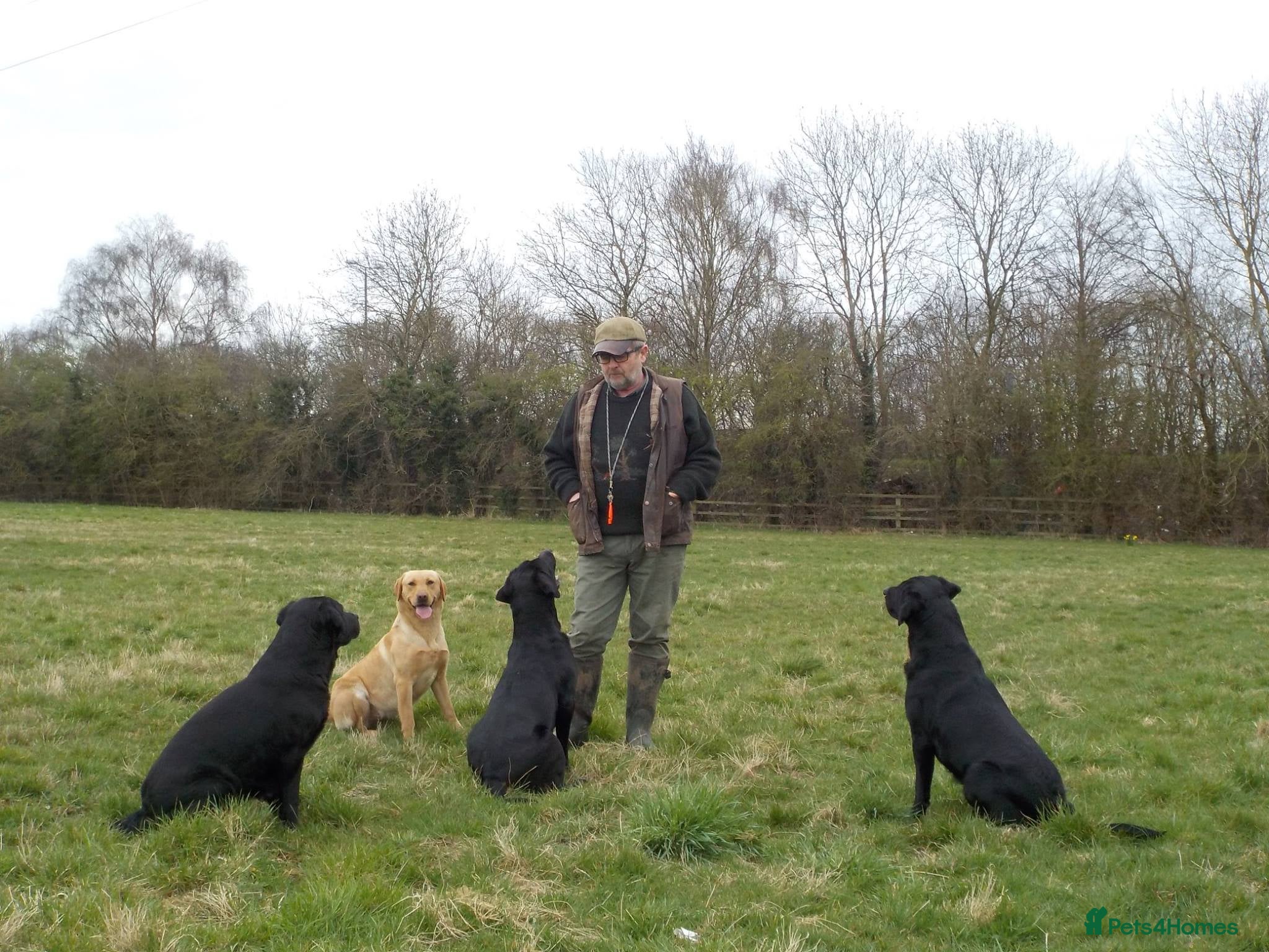 Labrador Retriever dogs for sale: Proper KC working Labradors. - Advert 1