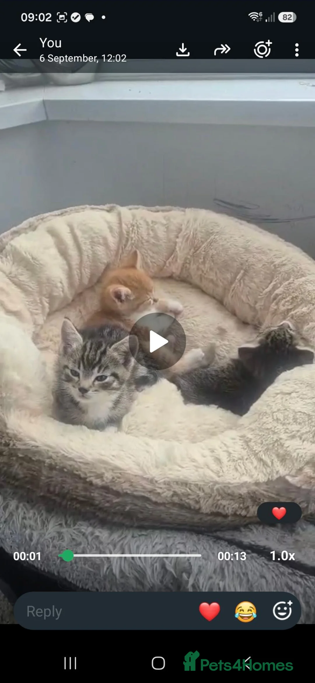 Mixed Breed cats for sale: Lovely kittens for good homes - Advert 11