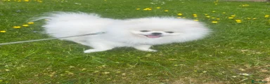 Pomeranian 1