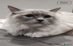 Ragdoll cats for sale: 🐾Active GCCF Queen Ragdoll 💜🧬DNA Tested 🏆 - Image 2