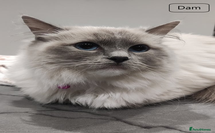 Ragdoll cats - Advert 2