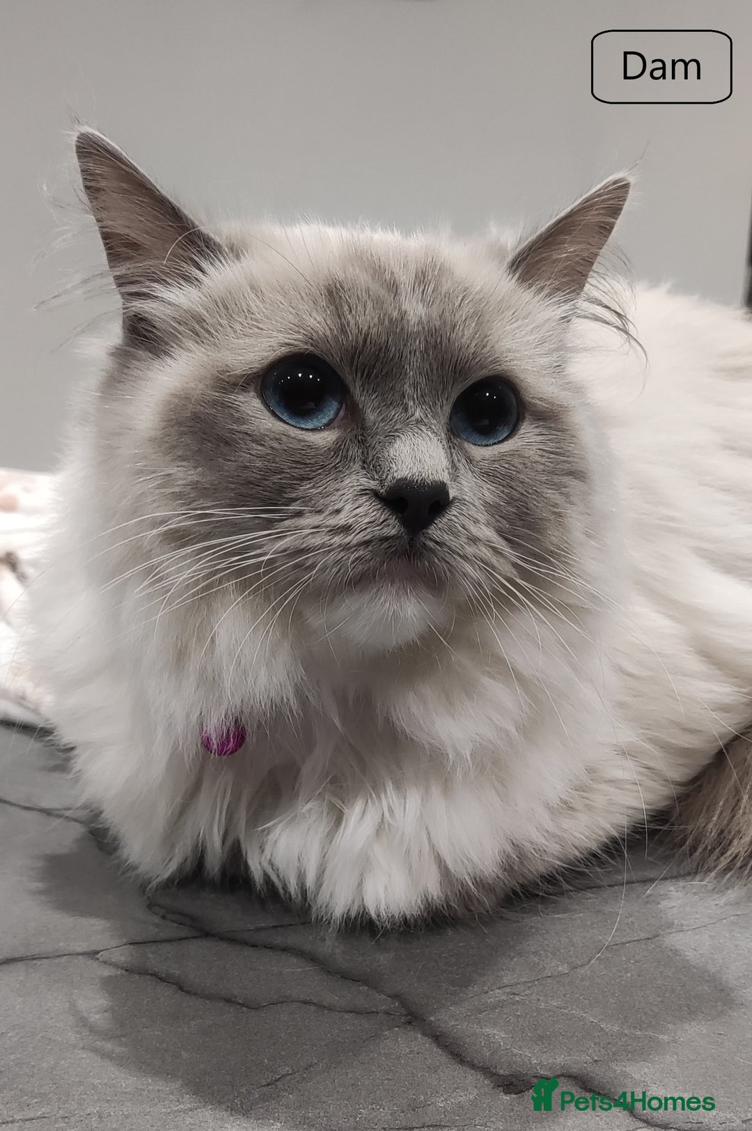 Ragdoll cats for sale: 🐾Active GCCF Queen Ragdoll 💜🧬DNA Tested 🏆 - Image 2