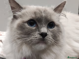 Ragdoll cats - Advert 3