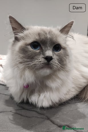 Ragdoll cats - Advert 2