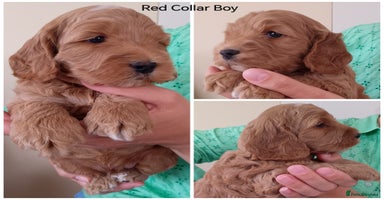 Cockapoo dogs - Advert 11