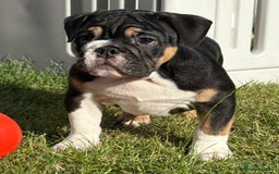 English Bulldog dogs for sale: English bulldog puppies  - Image 3