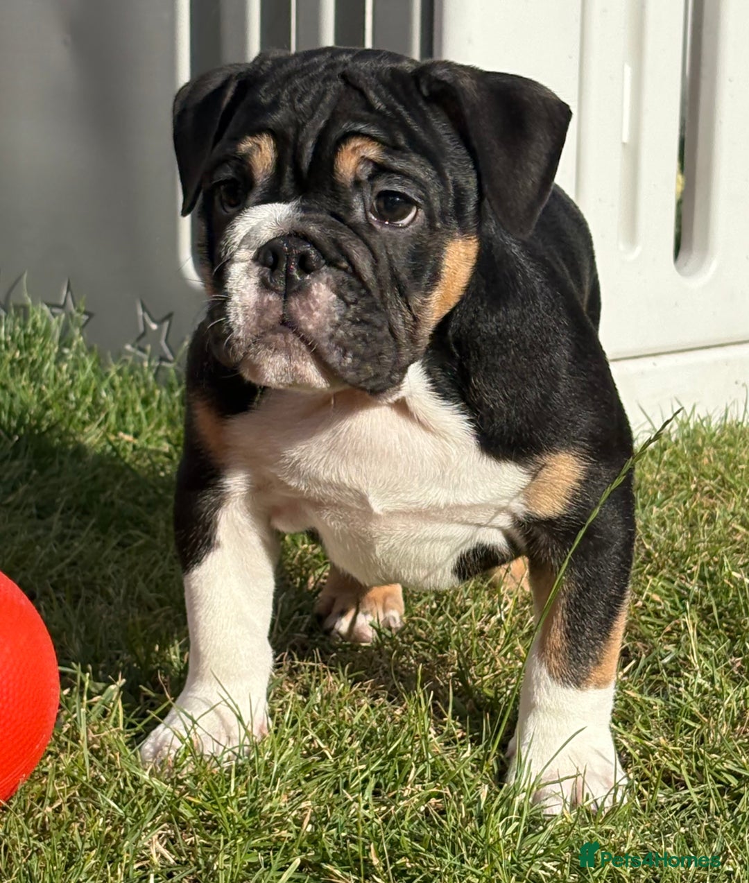 English Bulldog dogs for sale: English bulldog puppies  - Image 3