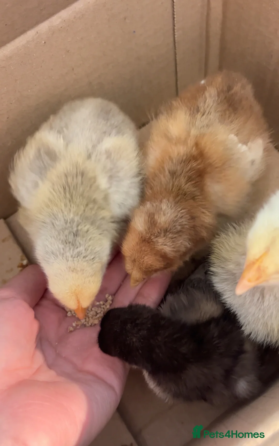 Chickens poultry for sale: Chicks for Sale - Rhode Island Red, Silkies & More in Bicester - Advert 5