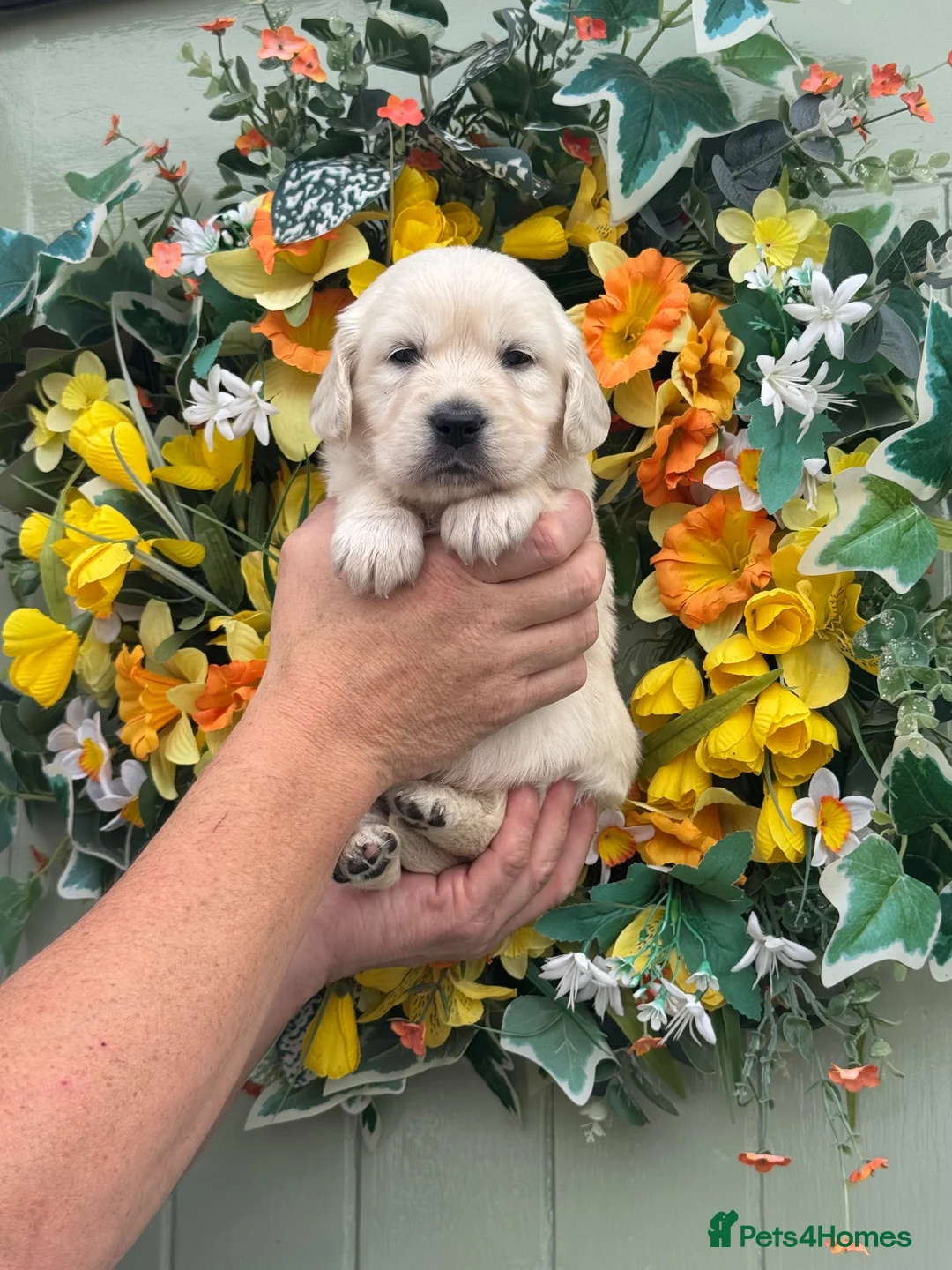 Golden Retriever dogs for sale: 9 kc reg gorgeous golden retriever puppies  - Advert 1