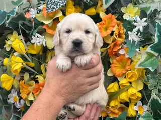 Golden Retriever dogs 9 kc reg gorgeous golden retriever puppies - Advert 2