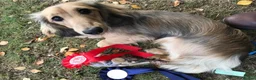 Miniature Dachshund dogs for sale: KC Registered Miniature Dachshunds at Westfena  - Advert 9