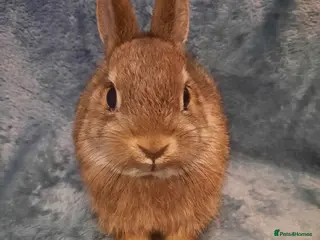 Netherland Dwarf rabbits Five Litters Of Netherland Dwarf Babies - Advert 8