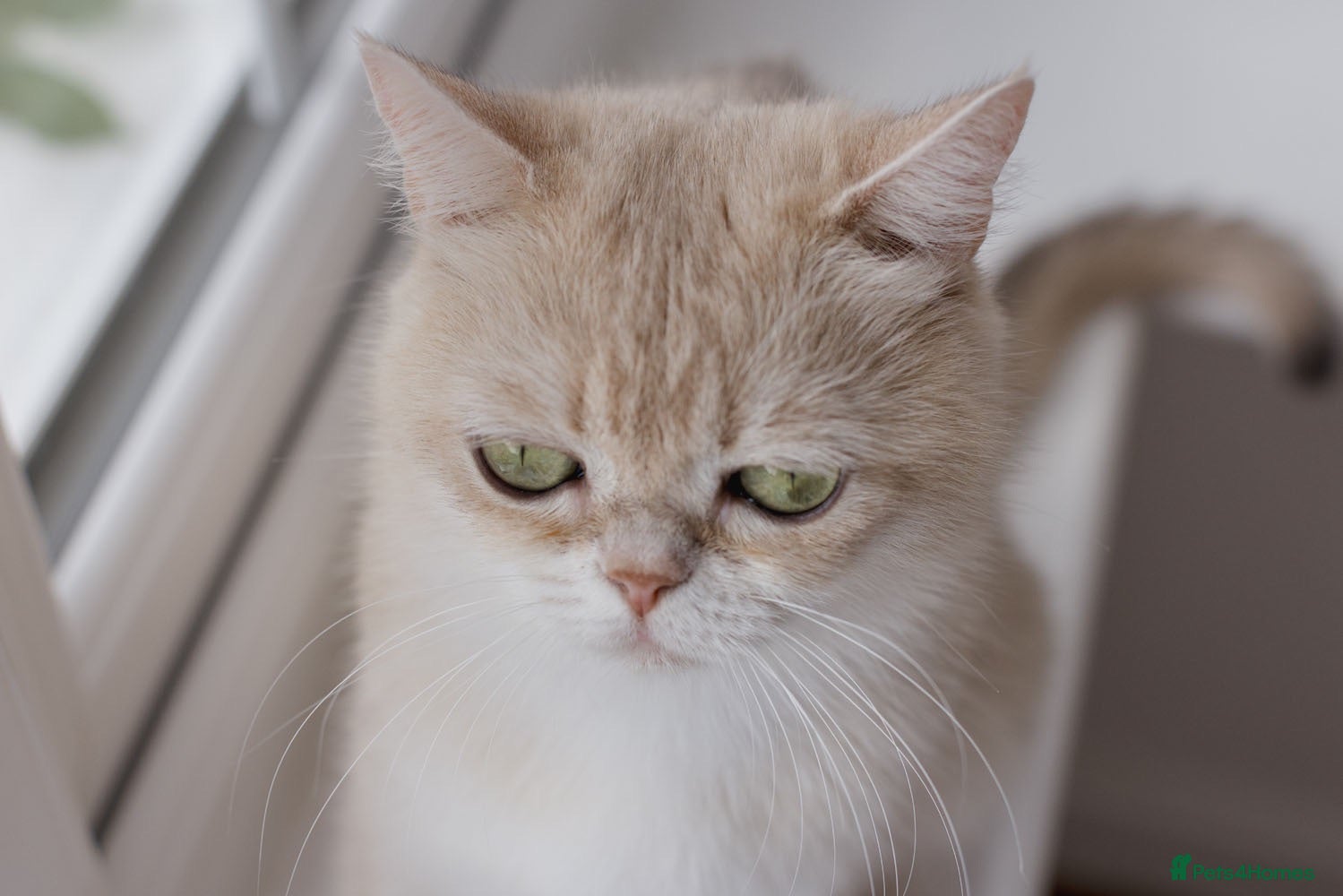British Shorthair cats Beautiful BSH AY12 Golden Blue Female - Advert 2