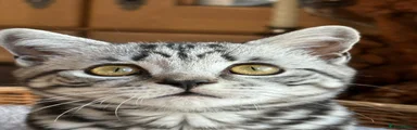 British Shorthair 2