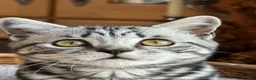 British Shorthair cats for sale: Pedigree British Shorthair Silver Tabby kittens - Advert 23