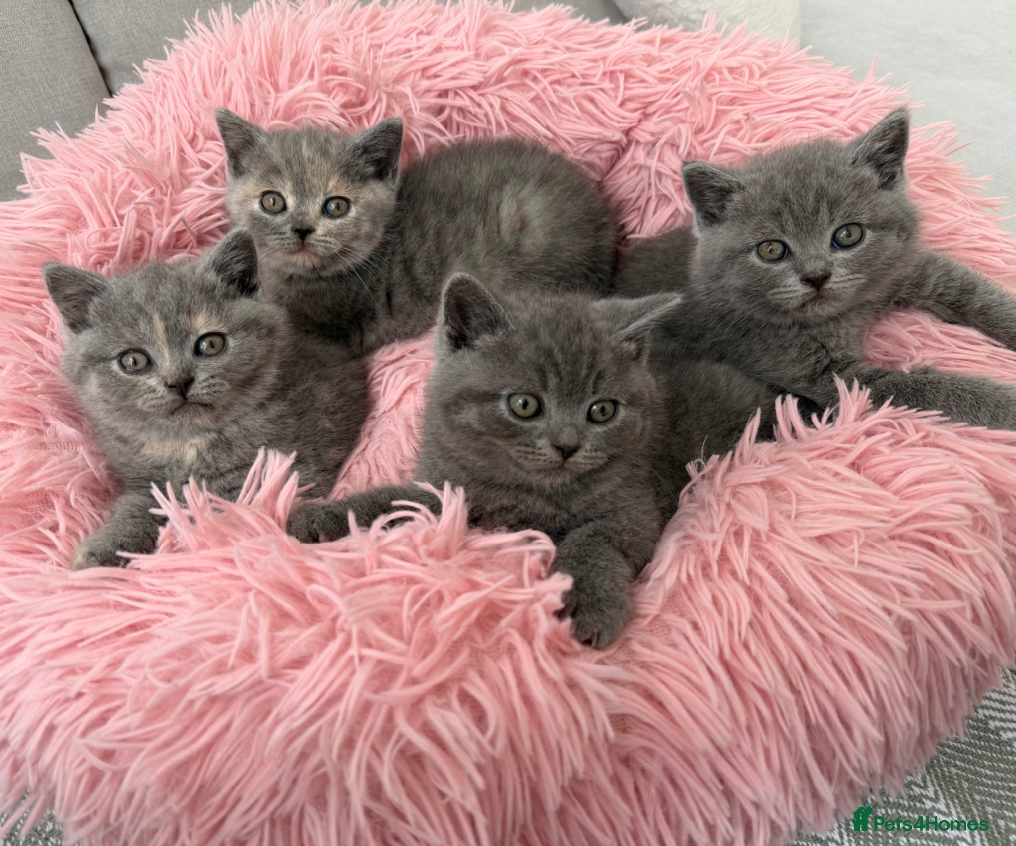 British Shorthair cats British Shorthair Kittens – Ready Now 🐾 - Advert 16