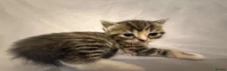 Mixed Breed cats for sale: Persian and Exotic Persian cross kittens - Advert 4