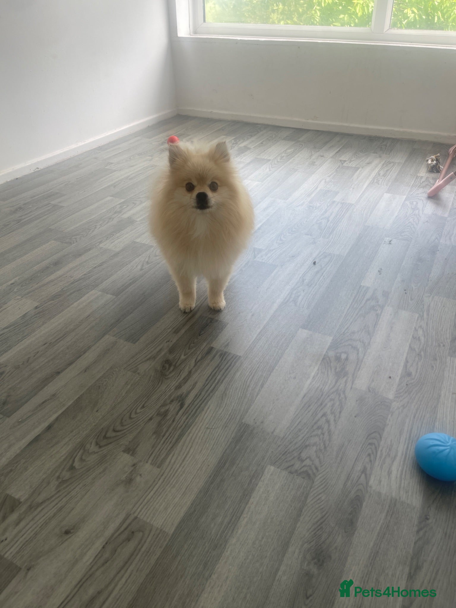Pomeranian dogs Boy and girl pom - Advert 5