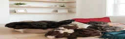 Shih Tzu dogs for sale: Shih Tzu puppies ready to leave:29/06 - Advert 1
