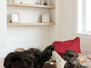 Shih Tzu dogs Shih Tzu puppies ready to leave:29/06 - Advert 6