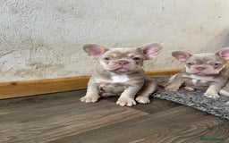 French Bulldog dogs for sale: Top Quality French Bulldog Puppies  - Image 5