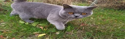 British Shorthair cats for stud: GCCF registered Blue British ShortHair stud  - Advert 1