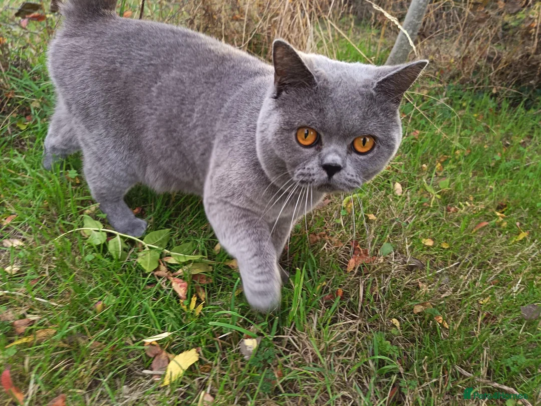 British Shorthair cats for stud: GCCF registered Blue British ShortHair stud  - Advert 1