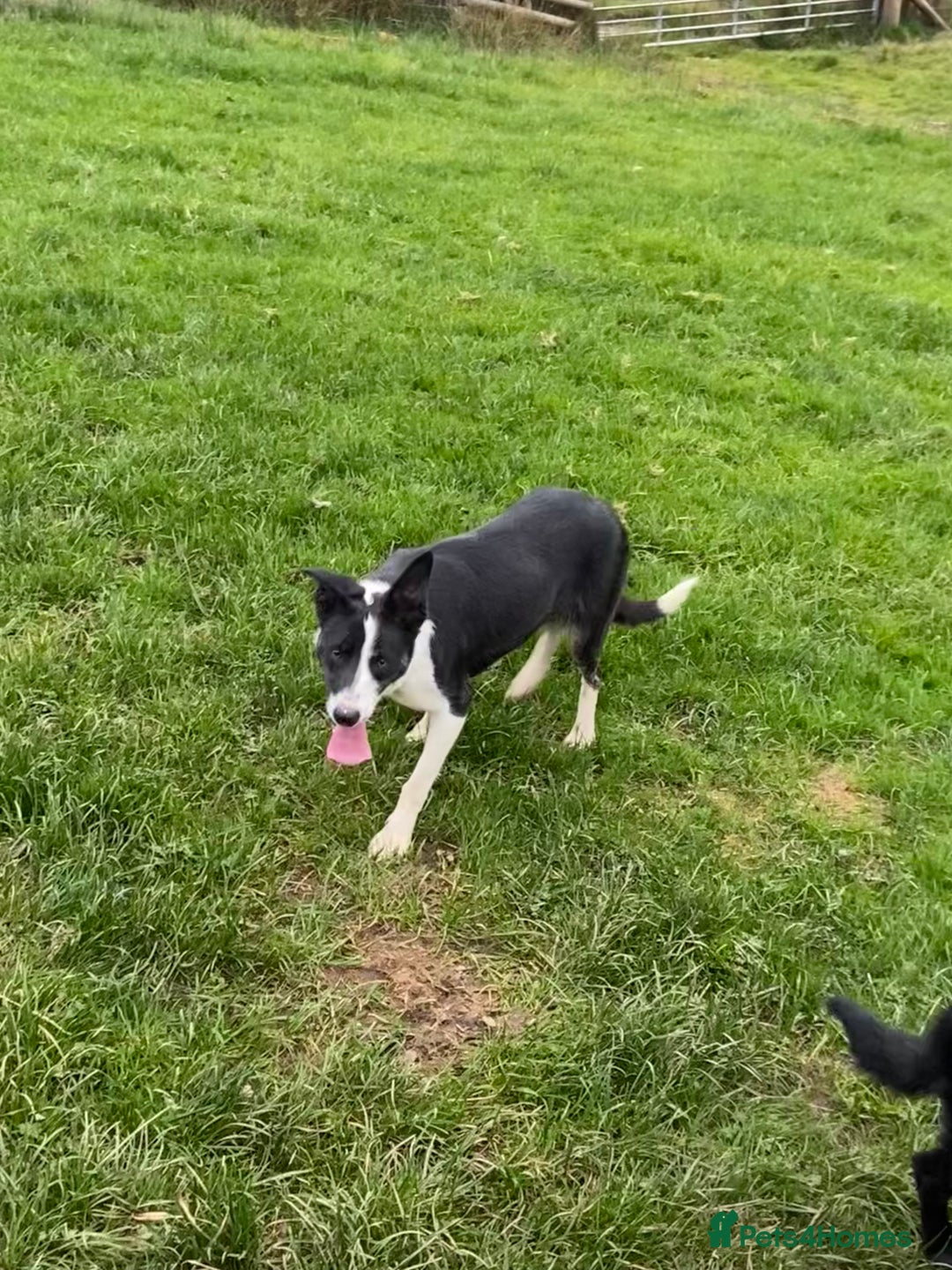 Welsh Collie dogs for sale: Sali the collie - Advert 5