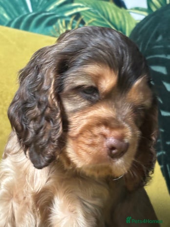 Cocker Spaniel dogs - Advert 2