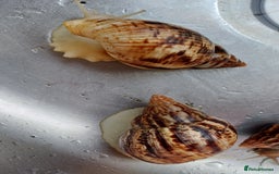 Snails invertebrates for sale: 2 x Albino achatina reticulata  - Image 2