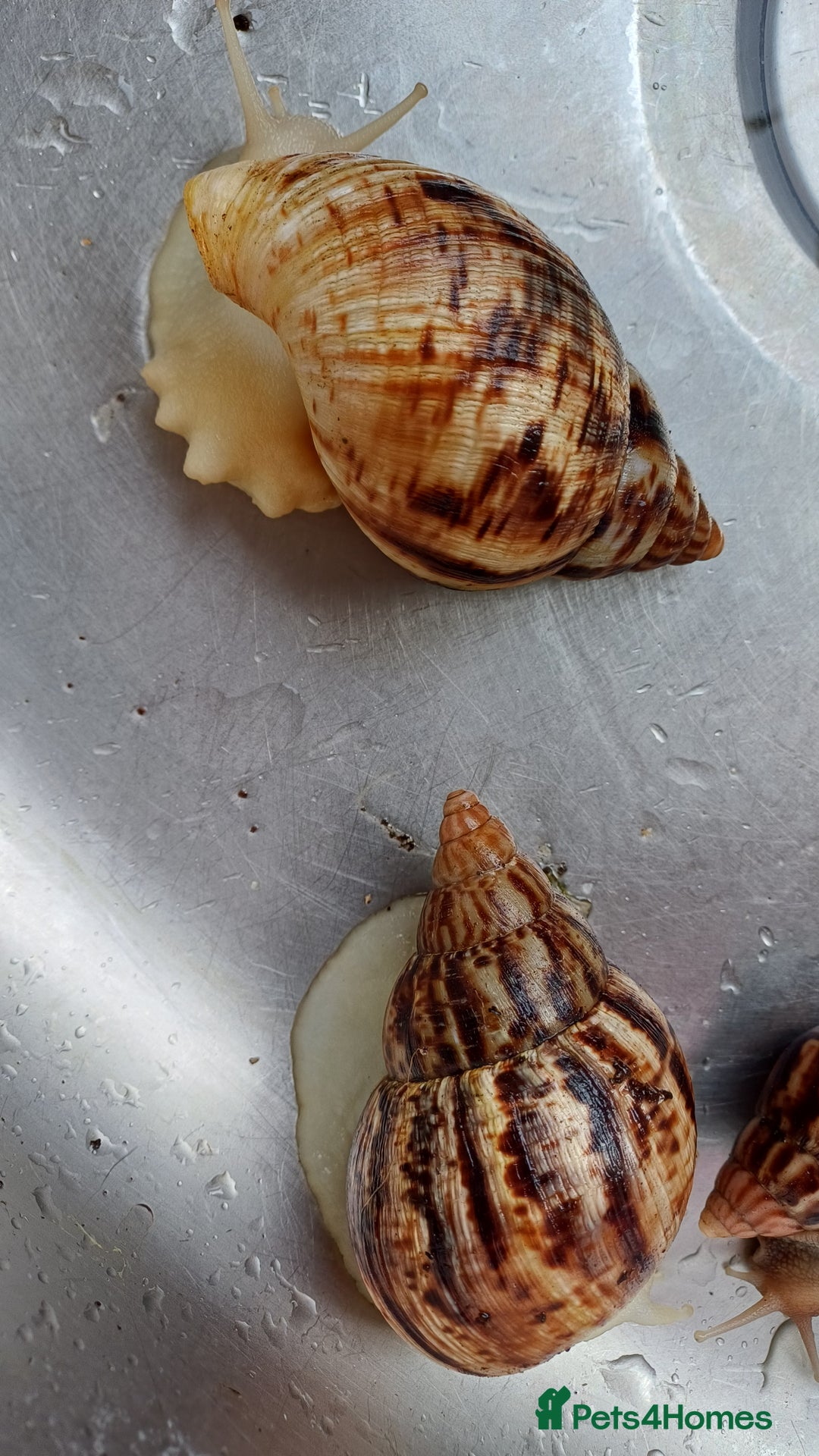 Snails invertebrates for sale: 2 x Albino achatina reticulata  - Image 2
