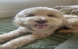 Cockapoo dogs for stud: Gorgeous Cockapoo For Stud 🐶🐾💙 - Image 2