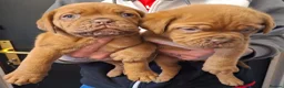 Dogue De Bordeaux dogs for sale: Pedigree Dogue De Bordeaux puppies - Advert 6