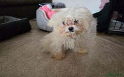 Bichon Frise dogs for sale: Bichon Frise Puppy Looking for a Loving Home - Image 3