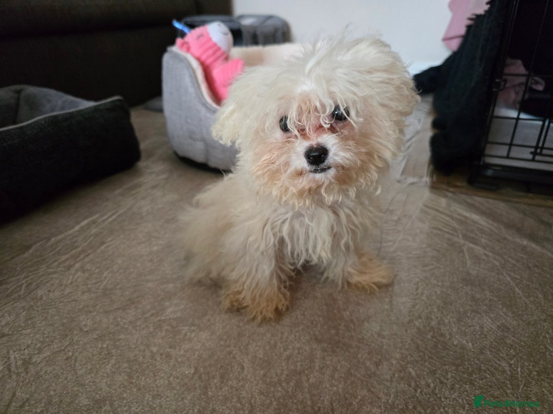 Bichon Frise dogs for sale: Bichon Frise Puppy Looking for a Loving Home - Image 3