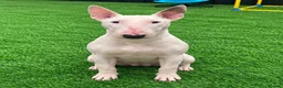 English Bull Terrier dogs for sale: (Sadie) Beautiful English bull terrier female  - Advert 3