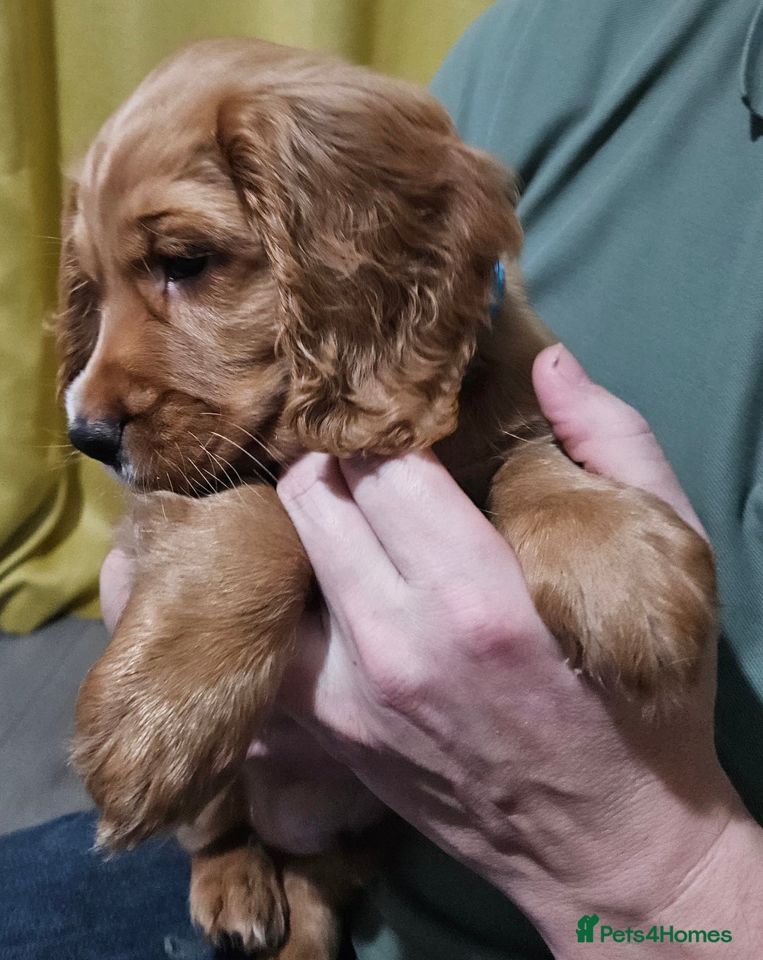 Cocker Spaniel dogs for sale: 5 stunning Cocker Spaniel puppies for sale.  - Advert 31